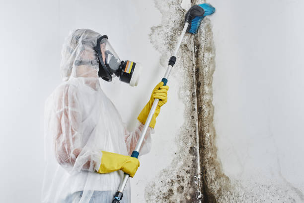 Best Post-Flood Mold Remediation in Pine Level, AL