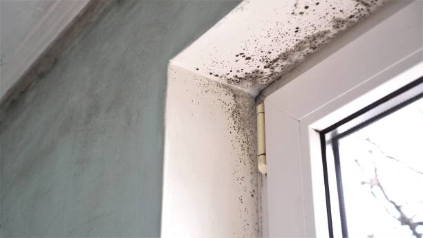 Best Commercial Mold Remediation in Pine Level, AL