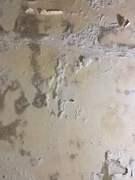 Best Residential Mold Remediation in Pine Level, AL