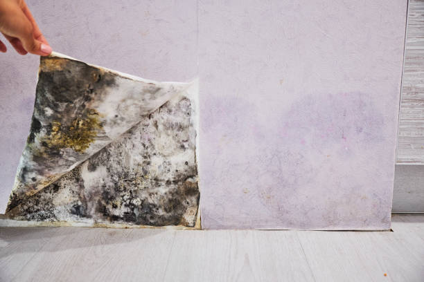 Best Insurance-Related Mold Remediation in Pine Level, AL
